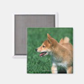Japans Midget Shiba Magneet (Voorkant / Achterkant)
