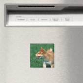Japans Midget Shiba Magneet (Insitu (Vaatwasser))