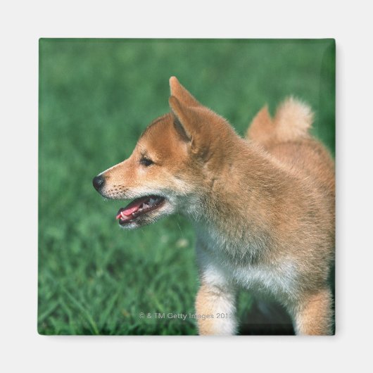 Japans Midget Shiba Magneet (Voorkant)