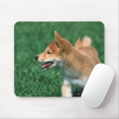 Japans Midget Shiba Muismat (Met muis)