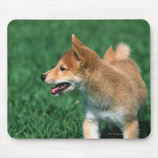 Japans Midget Shiba Muismat (Voorkant)
