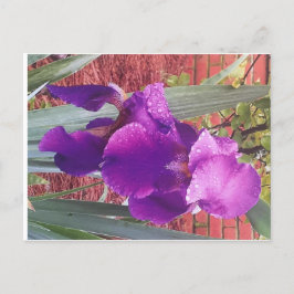 Japans Paars Iris Briefkaart