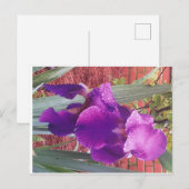 Japans Paars Iris Briefkaart (Voorkant / Achterkant)