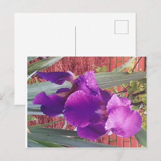 Japans Paars Iris Briefkaart (Voorkant / Achterkant)