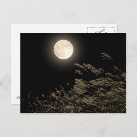 Japans pampas gras briefkaart (Voorkant / Achterkant)