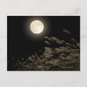 Japans pampas gras briefkaart (Voorkant)