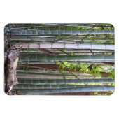 Japans Reuzenbamboebos, Sagano, Kyoto, Japan Magneet (Horizontaal)