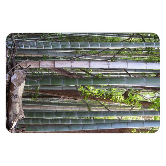 Japans Reuzenbamboebos, Sagano, Kyoto, Japan Magneet (Horizontaal)