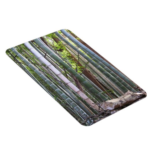 Japans Reuzenbamboebos, Sagano, Kyoto, Japan Magneet (Rechterzijde)