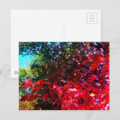 Japans roze blad in de herfst briefkaart (Voorkant / Achterkant)