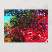 Japans roze blad in de herfst briefkaart (Voorkant)