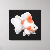 Japans Ryukin Fantail Goudvis Verpakt Canvas (Voorkant)