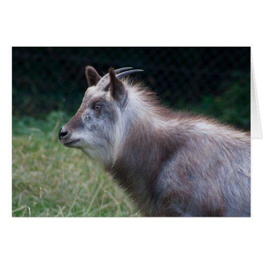 Japans Serow (Voorkant Horizontaal)