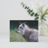 Japans Serow Briefkaart (Staand voorkant)