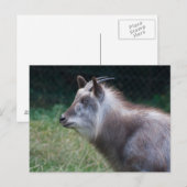 Japans Serow Briefkaart (Voorkant / Achterkant)