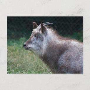 Japans Serow Briefkaart