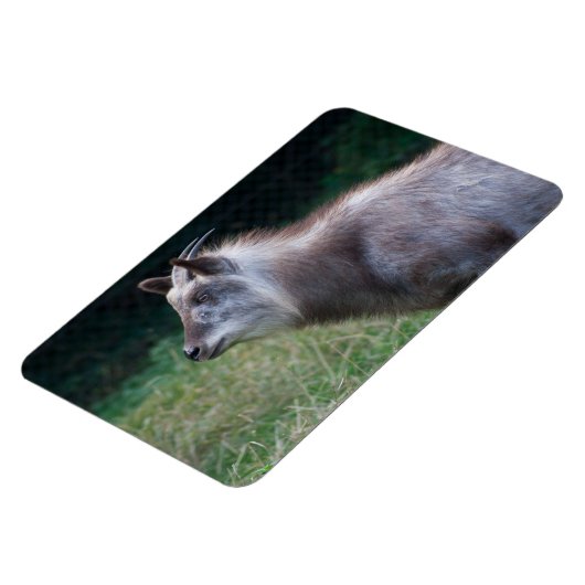 Japans Serow Magneet (Linkerzijde)