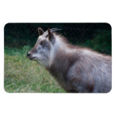 Japans Serow Magneet (Horizontaal)