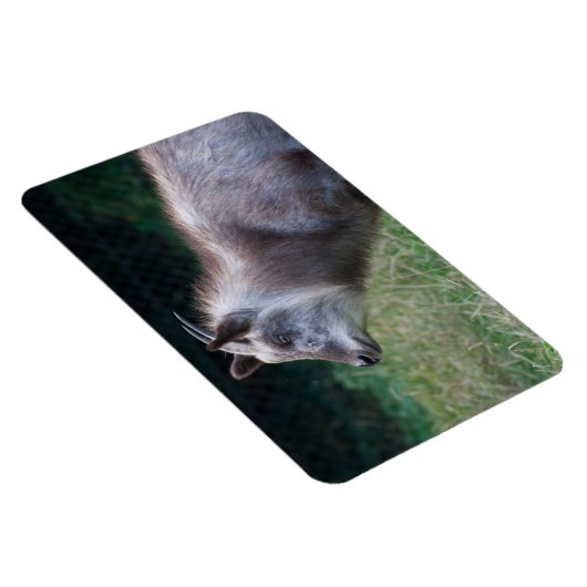 Japans Serow Magneet (Rechterzijde)