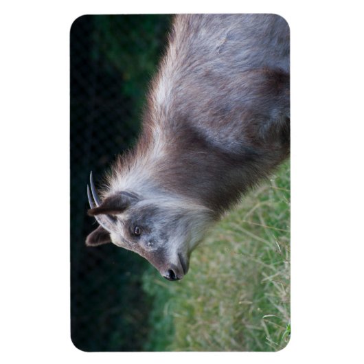 Japans Serow Magneet (Verticaal)