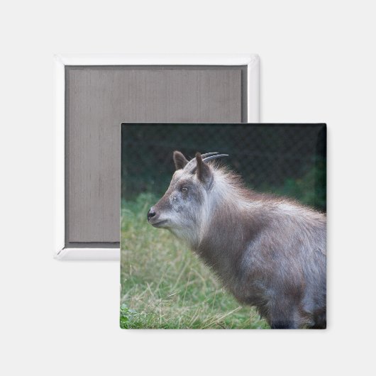 Japans Serow Magneet (Voorkant / Achterkant)