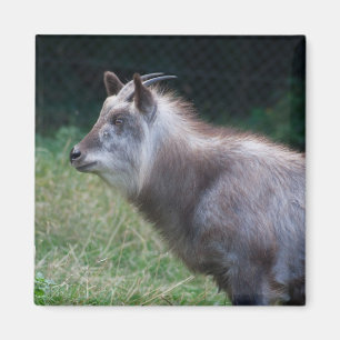 Japans Serow Magneet