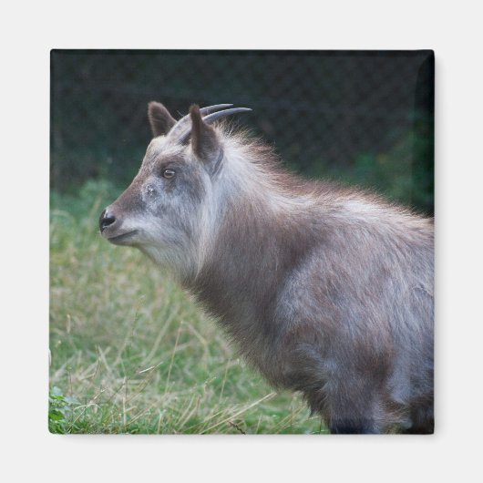 Japans Serow Magneet (Voorkant)