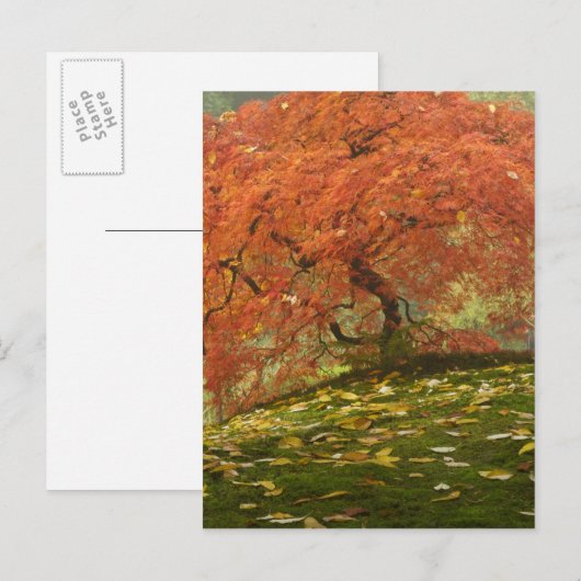 Japans voorbeeld in kleur herfst briefkaart (Voorkant / Achterkant)