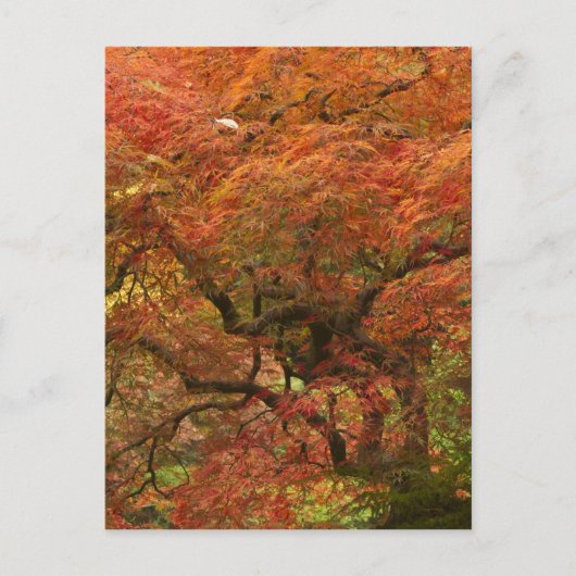Japans voorbeeld in kleur herfst briefkaart (Voorkant)