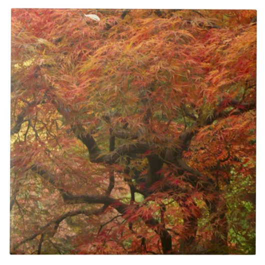 Japans voorbeeld in kleur herfst tegeltje (Voorkant)