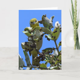 Japans wit-oog die naar me kijkt kaart