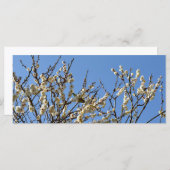 Japans wit-oog en kruimelbloesems: Japan (Voorkant / Achterkant)