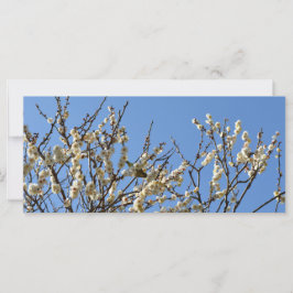 Japans wit-oog en kruimelbloesems: Japan