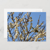Japans wit-oog en kruimelbloesems: Japan Briefkaart (Voorkant / Achterkant)