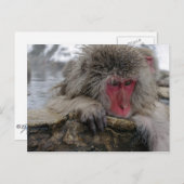 Japanse aap ontspannen in warme lente briefkaart (Voorkant / Achterkant)