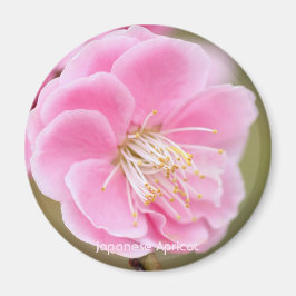 Japanse abrikozen [Circle Magnet] Magneet