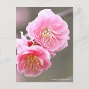 Japanse abrikozen weiden [Briefkaart] Briefkaart