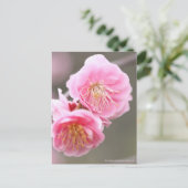 Japanse abrikozen weiden [Briefkaart] Briefkaart (Staand voorkant)