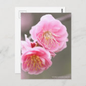 Japanse abrikozen weiden [Briefkaart] Briefkaart (Voorkant / Achterkant)