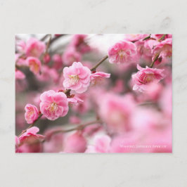 Japanse abrikozen weiden [Briefkaart] Briefkaart