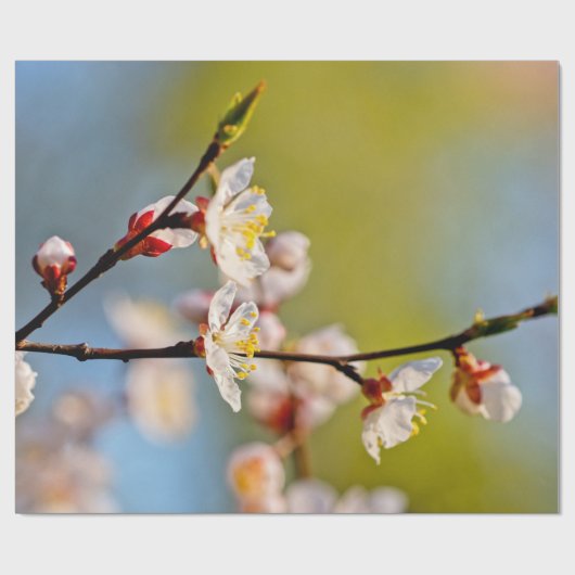 Japanse abrikozenbloemen cadeaupapier (Vlak)