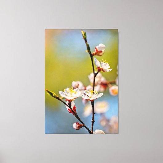 Japanse abrikozenbloemen canvas afdruk (Voorkant)
