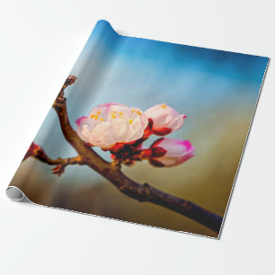Japanse abrikozenbloemen en blauwe hemel cadeaupapier