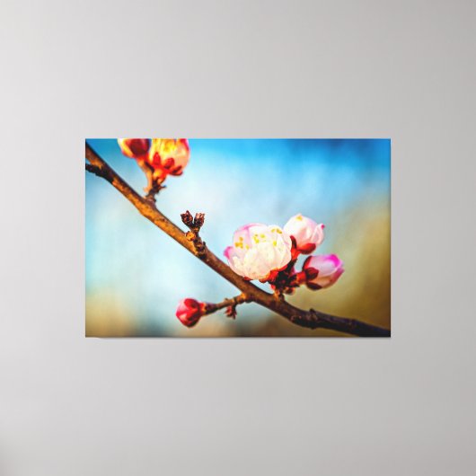 Japanse abrikozenbloesem en de blauwe heldere heme canvas afdruk (Voorkant)
