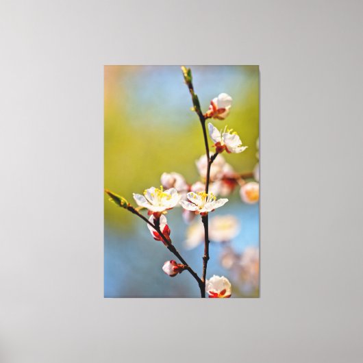 Japanse Abrikozenbloesems Canvas Afdruk (Voorkant)