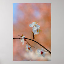 Japanse Abrikozenbloesems