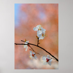 Japanse Abrikozenbloesems Poster