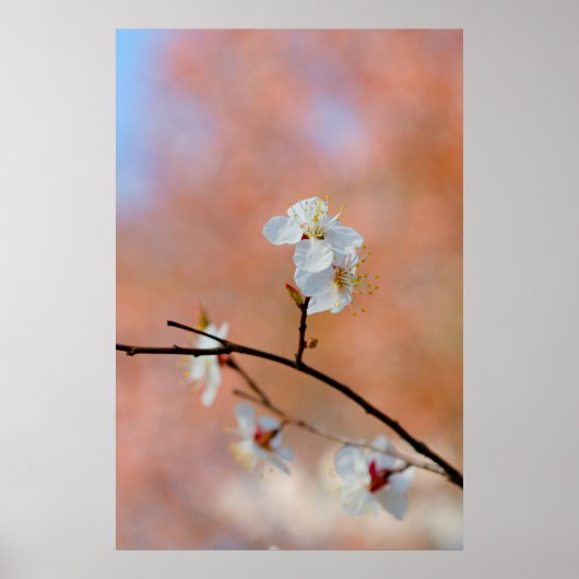 Japanse Abrikozenbloesems Poster (Voorkant)