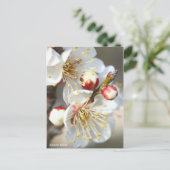 Japanse abrikozenprijs [Briefkaart] Briefkaart (Staand voorkant)