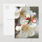 Japanse abrikozenprijs [Briefkaart] Briefkaart (Voorkant / Achterkant)